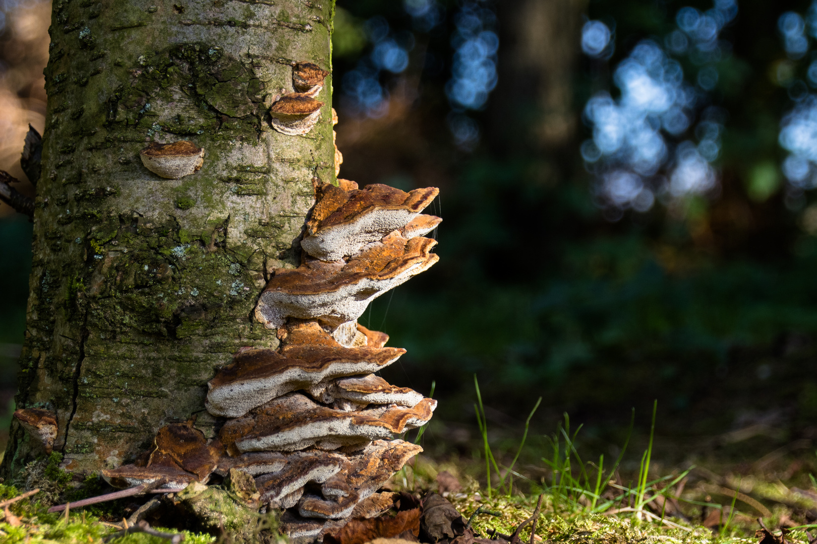 Herbstlicher Blickfang