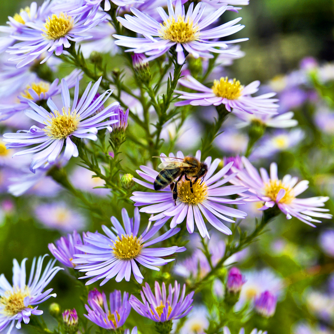 HERBSTLICHER BLÜTENZAUBER