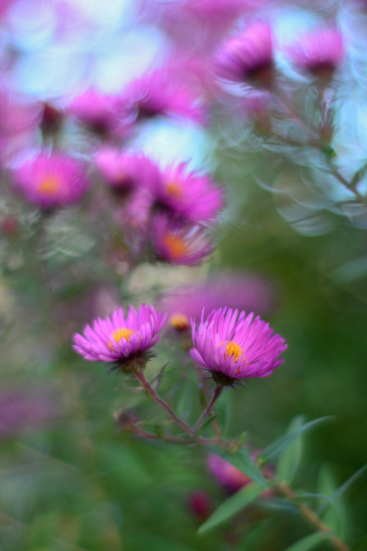 Herbstlicher Blütenzauber