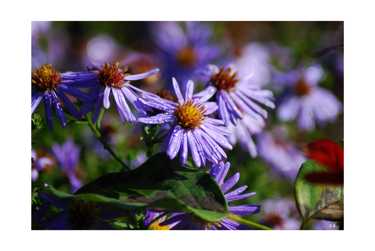 Herbstlicher Blumengruß zum Wochenende