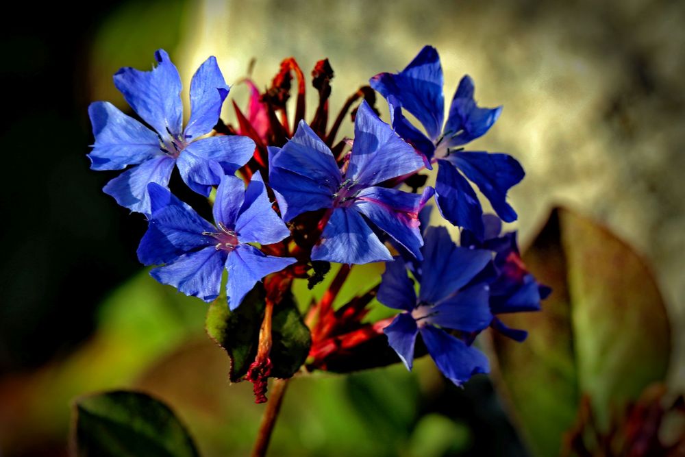 Herbstlicher Blumenstrauss