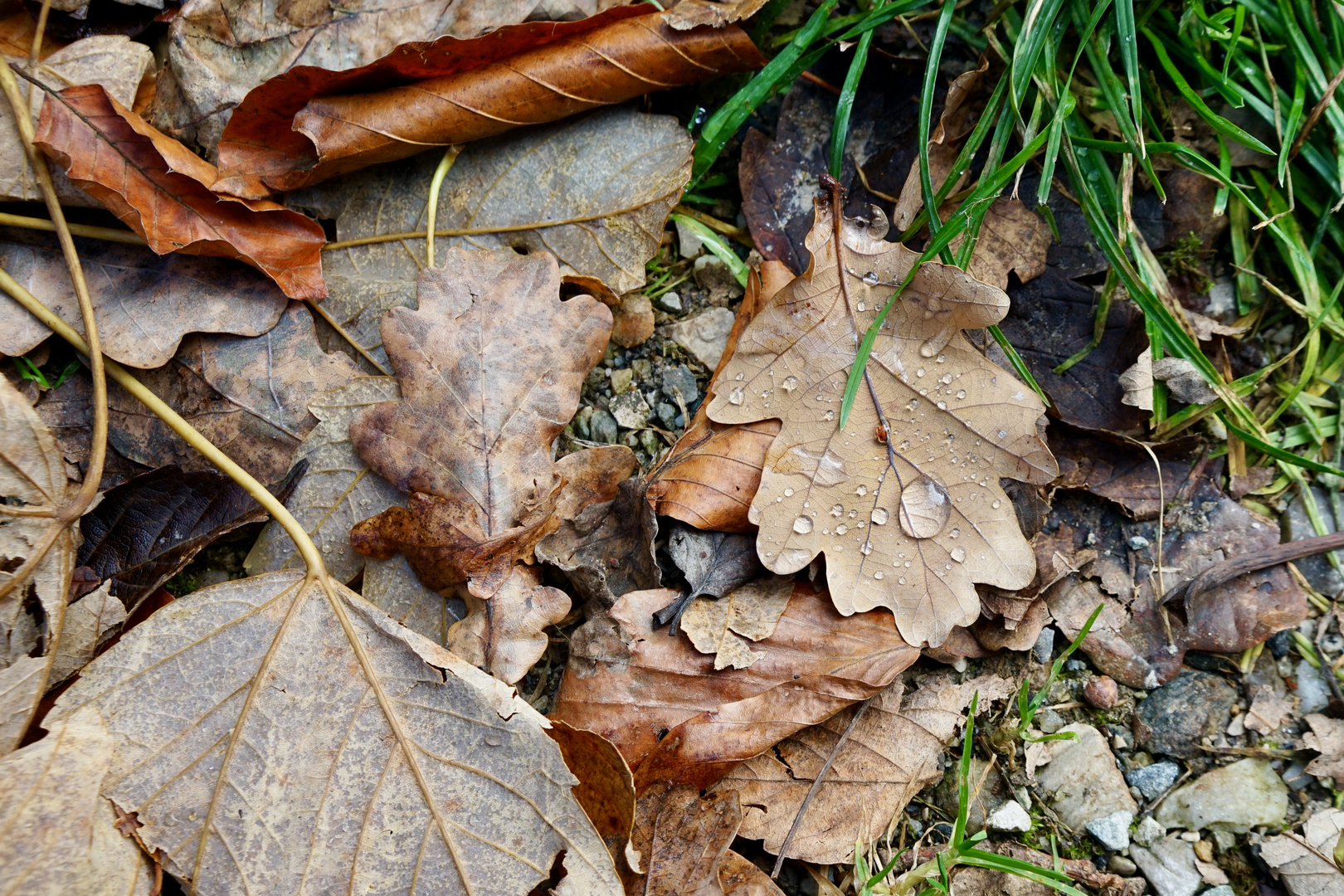 herbstlicher Bodenfund 