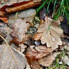 herbstlicher Bodenfund 