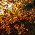 Herbstlicher Buchenvorhand