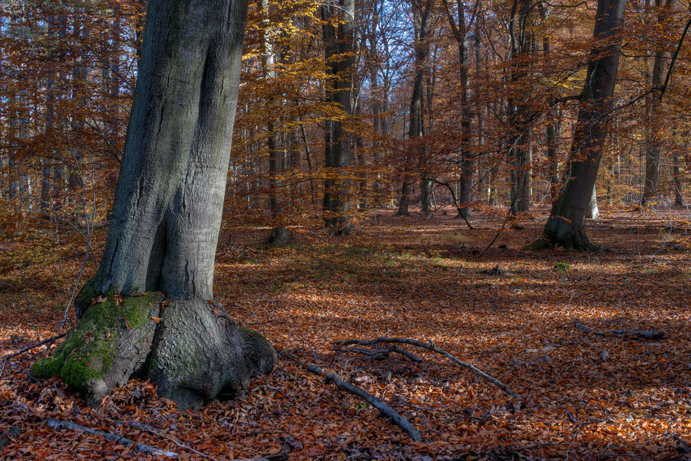 herbstlicher Buchenwald 02