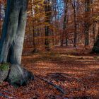 herbstlicher Buchenwald 02