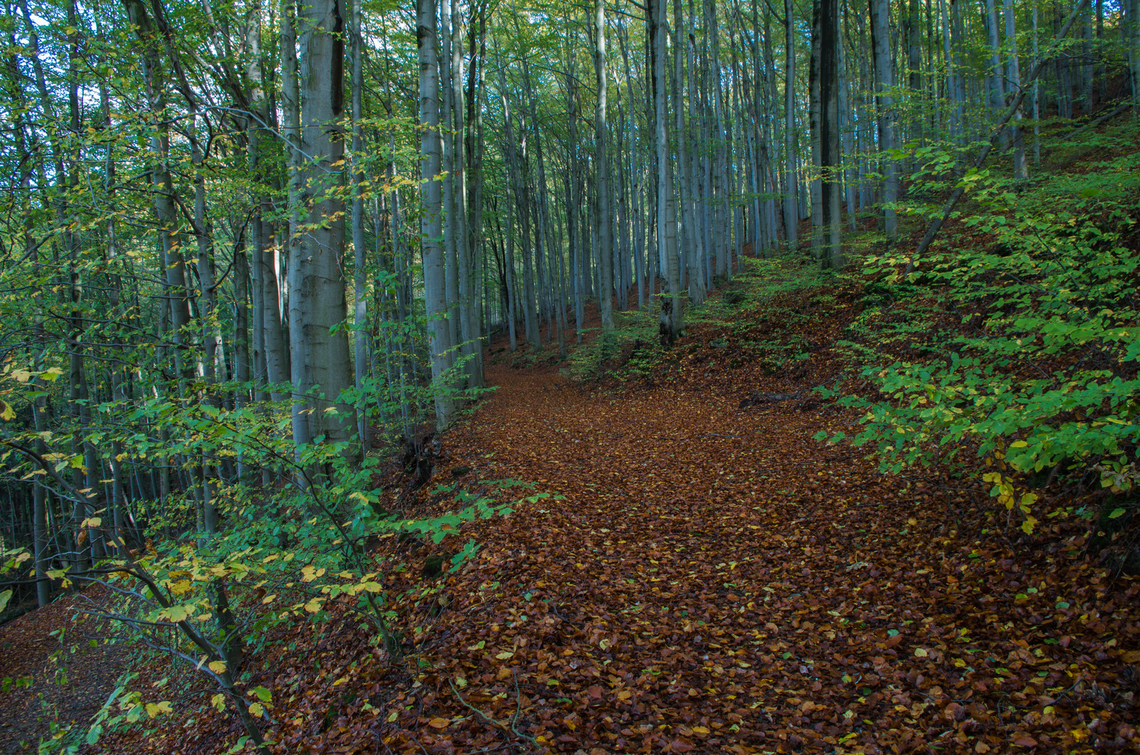 Herbstlicher Buchenwald