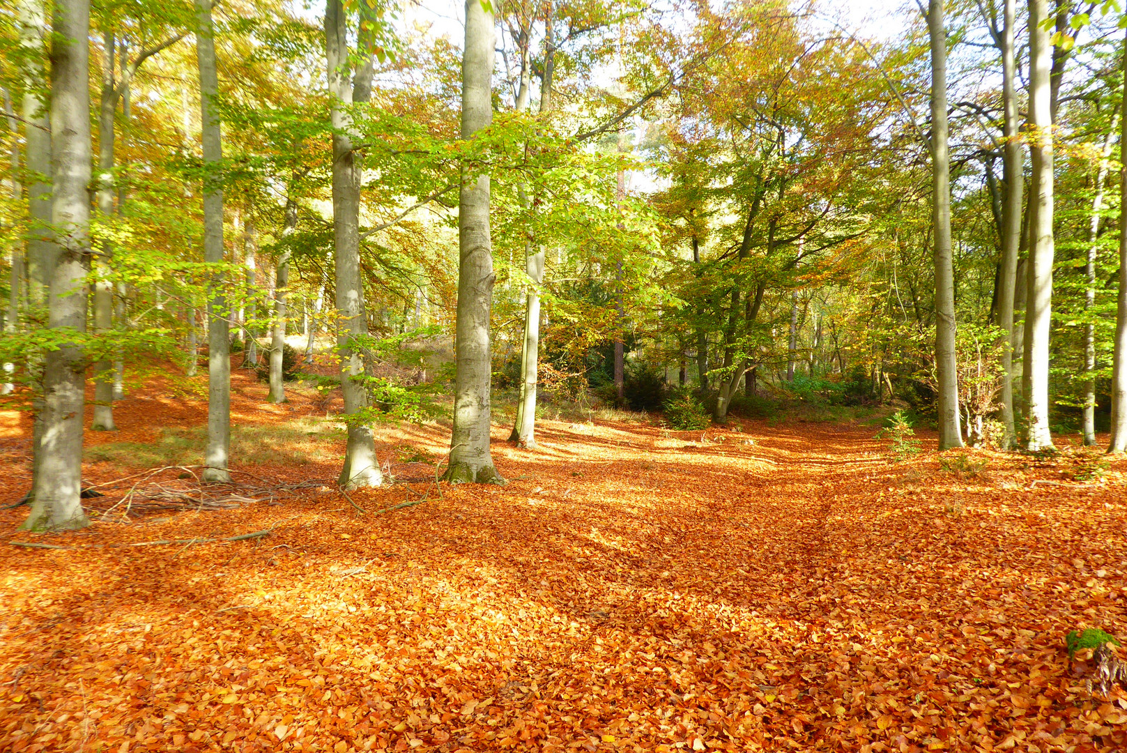 herbstlicher Buchenwald