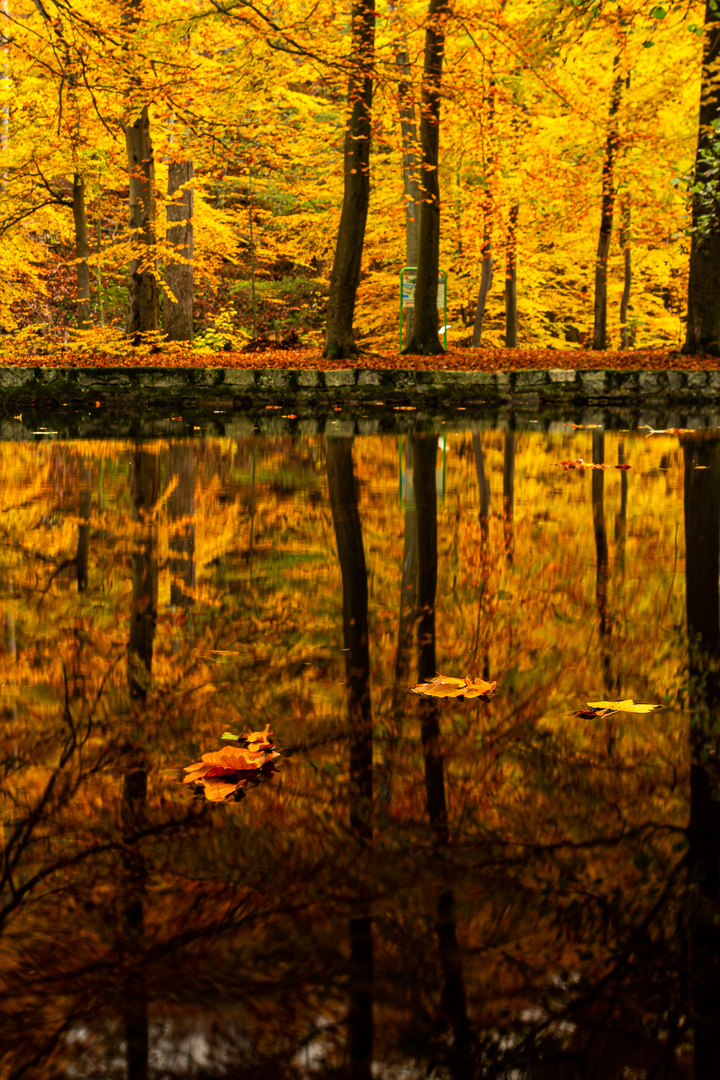 Herbstlicher Buchenwald