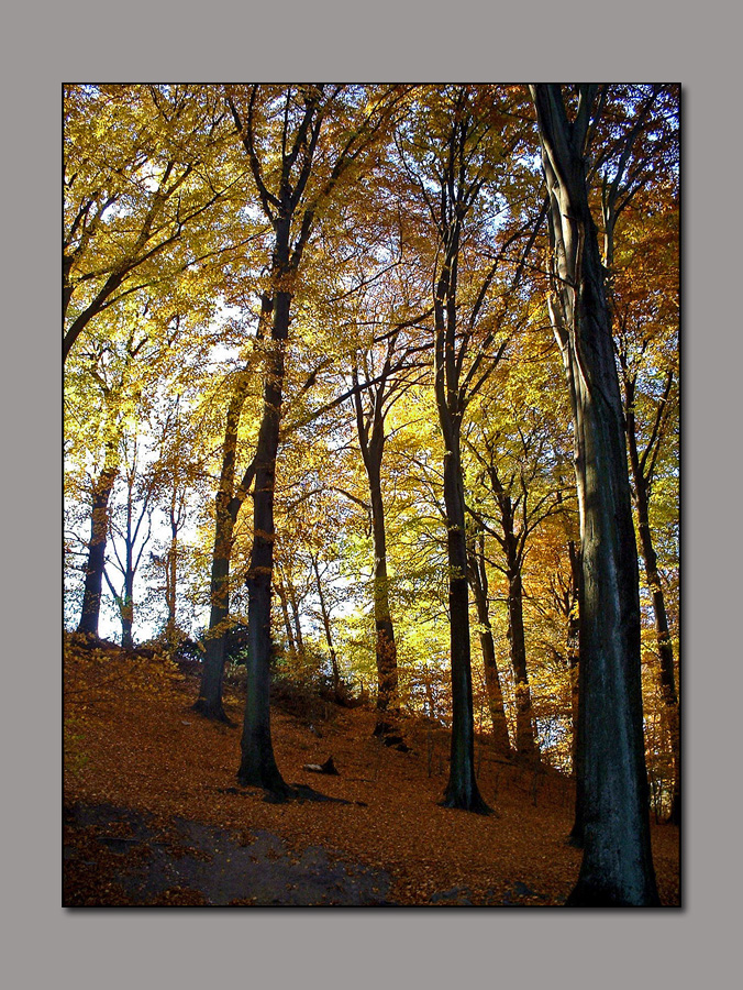 Herbstlicher Buchenwald