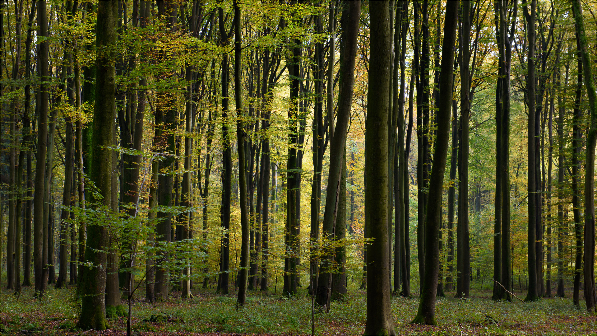 herbstlicher Buchenwald