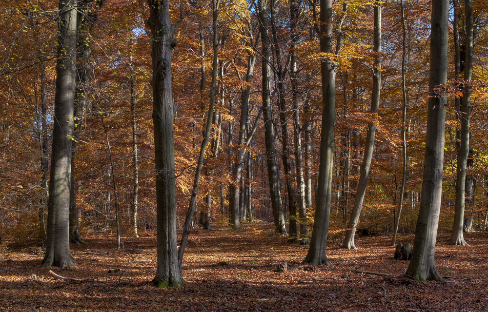 herbstlicher Buchenwald