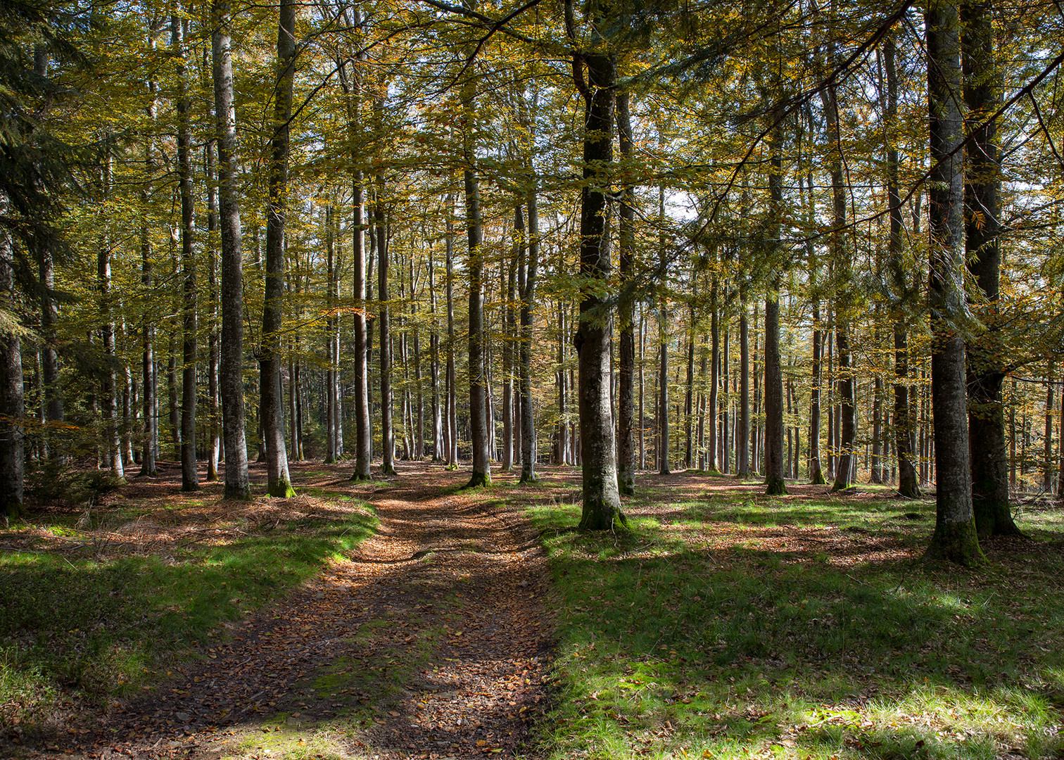 Herbstlicher Buchenwald