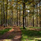 Herbstlicher Buchenwald