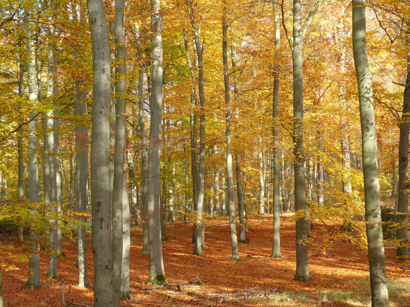 herbstlicher Buchenwald