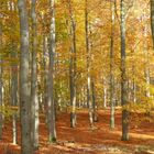 herbstlicher Buchenwald