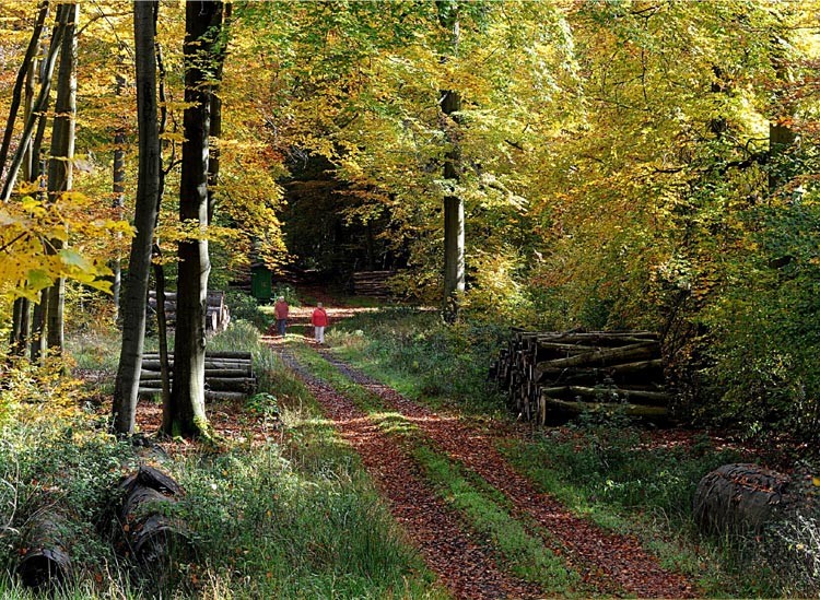 Herbstlicher Buchenwald