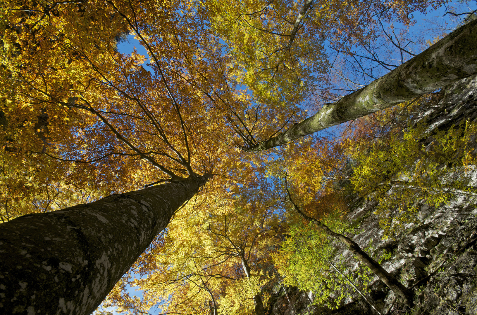 Herbstlicher Buchenwald...