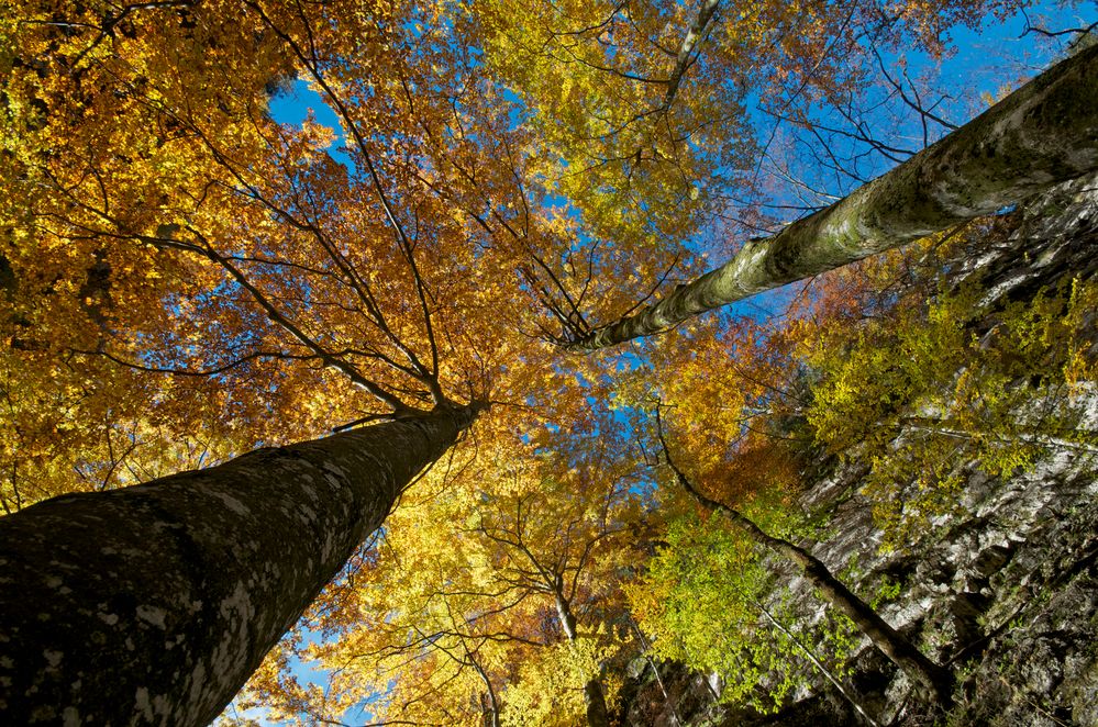 Herbstlicher Buchenwald...