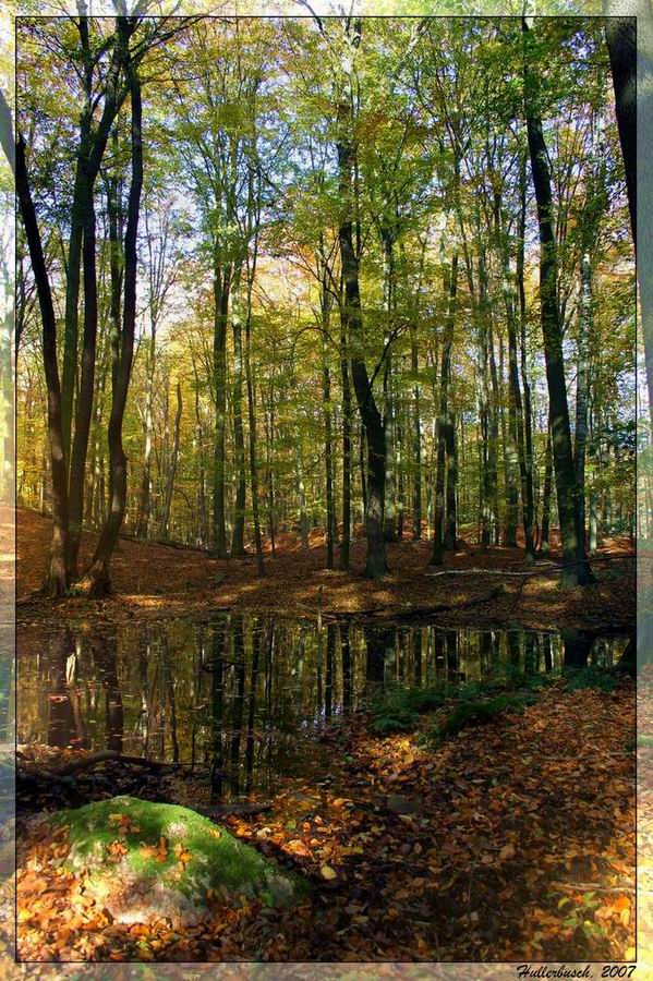 Herbstlicher Buchenwald (Hullerbusch bei Feldberg)