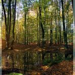 Herbstlicher Buchenwald (Hullerbusch bei Feldberg)