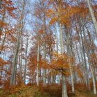 Herbstlicher Buchenwald I