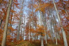 Herbstlicher Buchenwald I