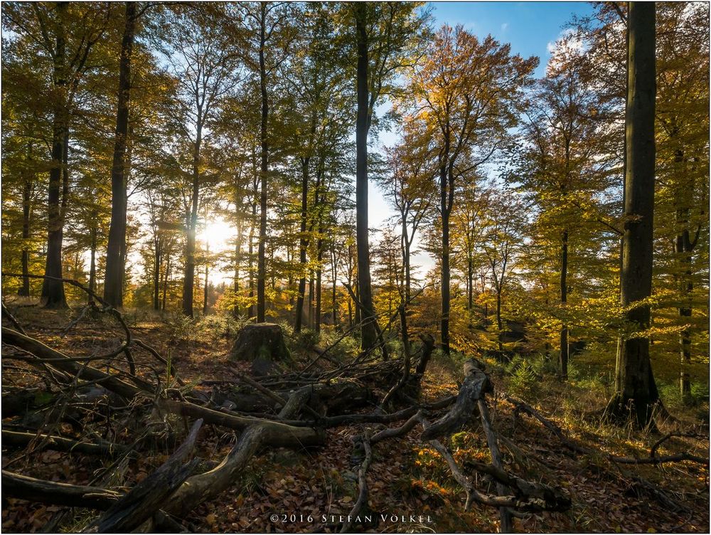 Herbstlicher Buchenwald II