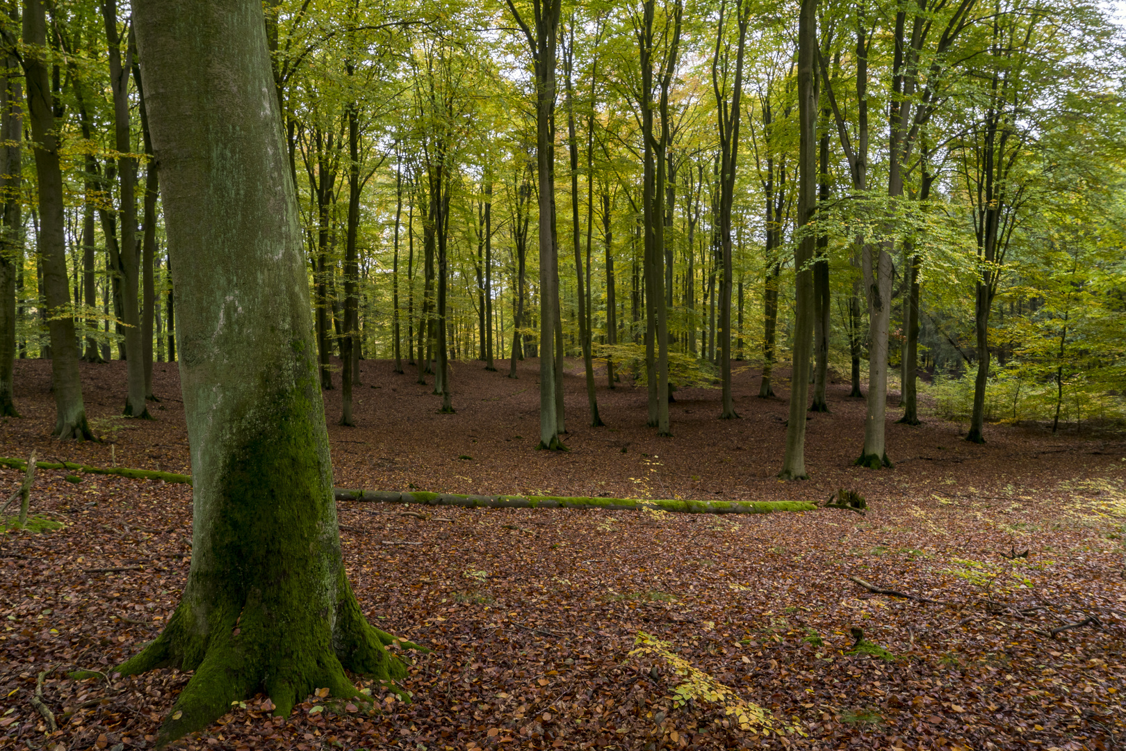 Herbstlicher Buchenwald, Uckermark nahe Poratz