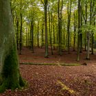 Herbstlicher Buchenwald, Uckermark nahe Poratz