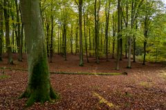 Herbstlicher Buchenwald, Uckermark nahe Poratz