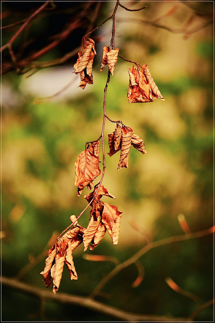 herbstlicher Buchenzweig