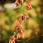 herbstlicher Buchenzweig