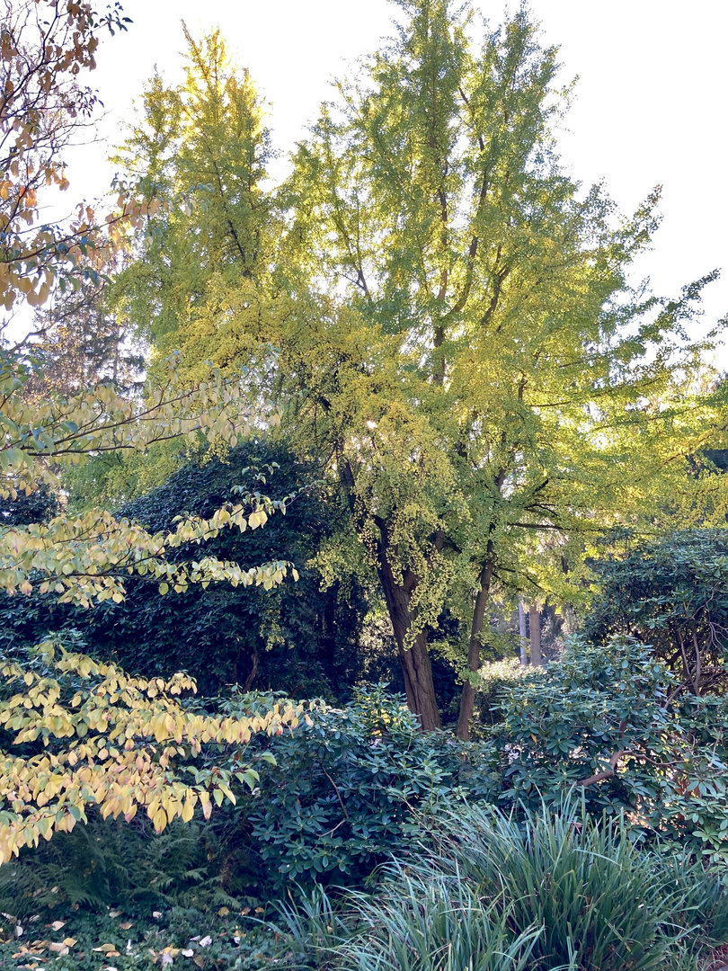 Herbstlicher Bürgerpark Bremen 