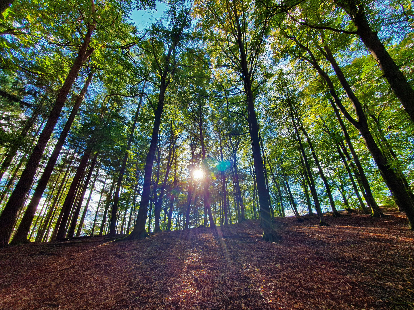 Herbstlicher Burgwald im Gegenlicht