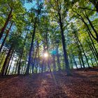 Herbstlicher Burgwald im Gegenlicht