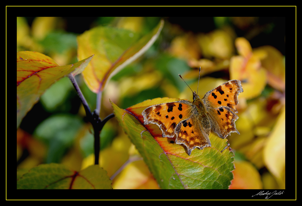 Herbstlicher C-Falter