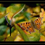 Herbstlicher C-Falter