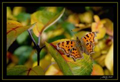 Herbstlicher C-Falter