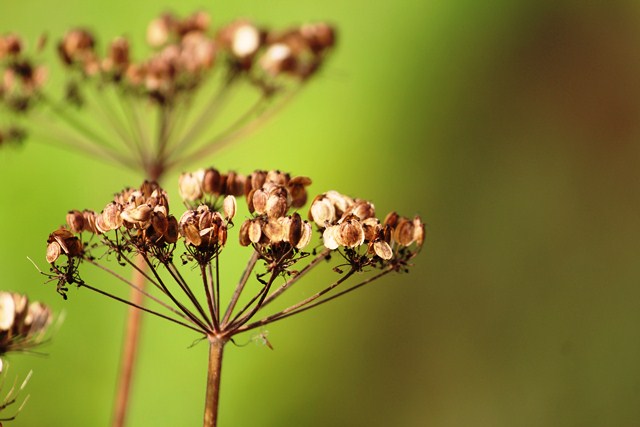 Herbstlicher Charme