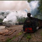 Herbstlicher Dampfbetrieb im Valea Vaserului - II