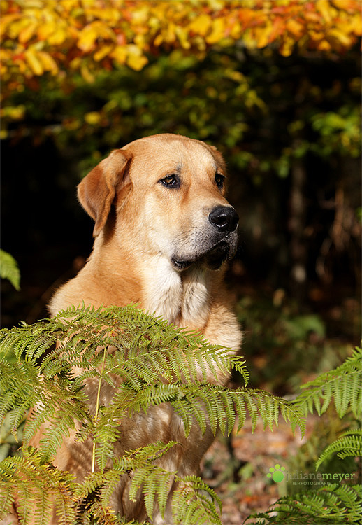 Herbstlicher Don