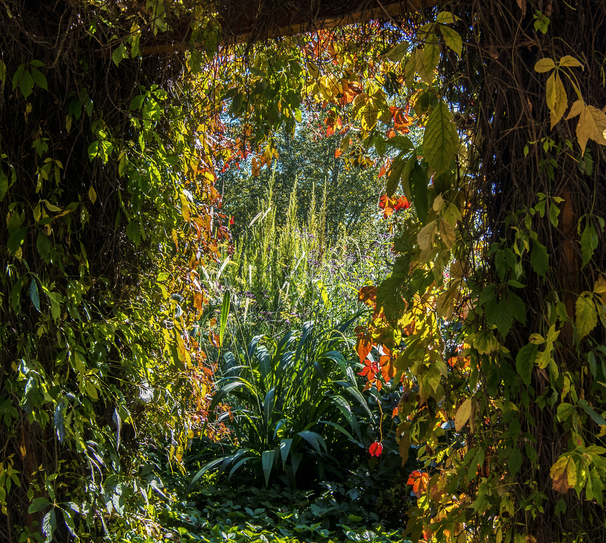 Herbstlicher Durchblick