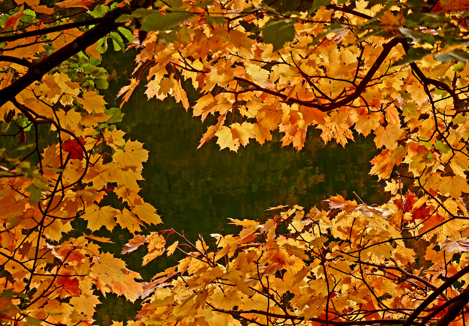 Herbstlicher Durchblick Foto &amp; Bild | pflanzen, pilze &amp; flechten, bäume ...