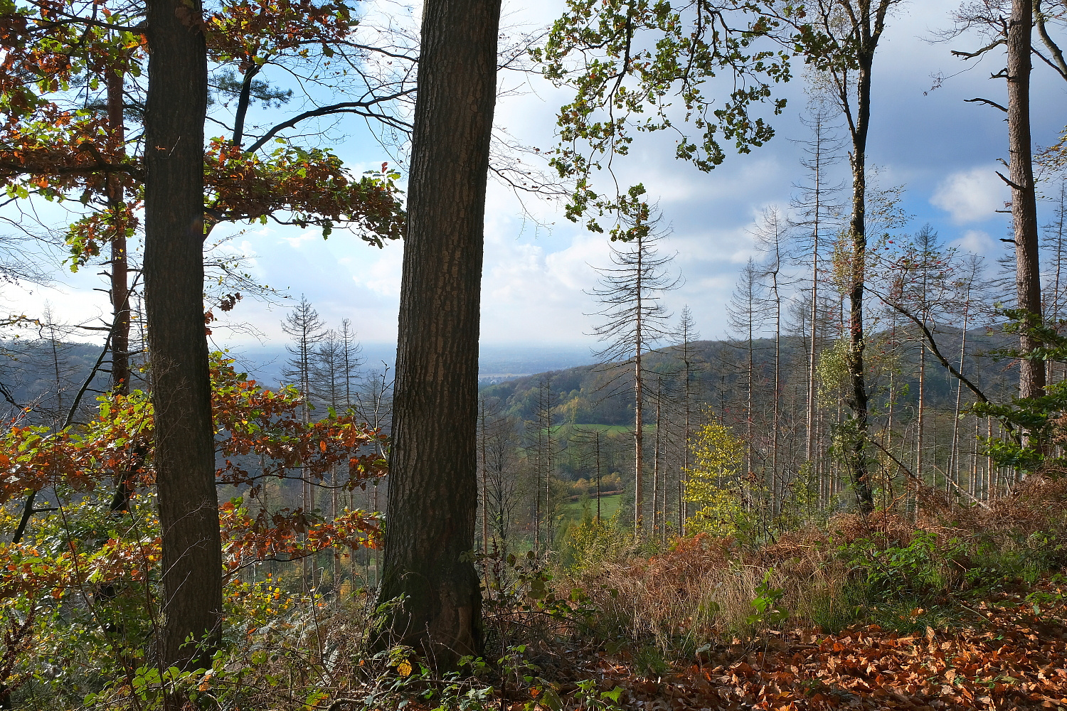 Herbstlicher Durchblick