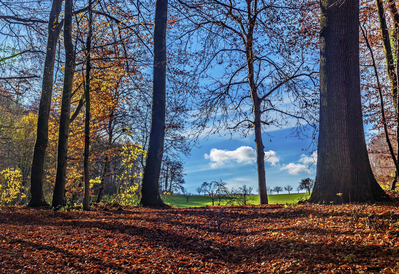 Herbstlicher Durchblick