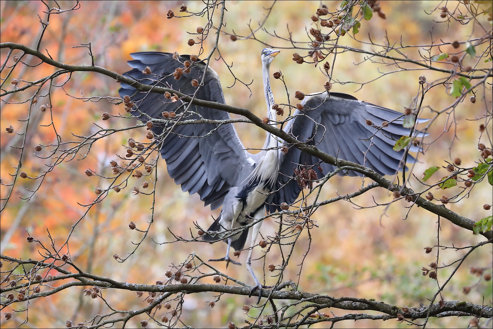 Herbstlicher Durchblick....