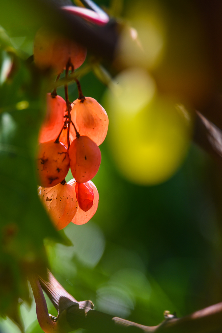 Herbstlicher Durchblick durch die Reben