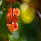 Herbstlicher Durchblick durch die Reben