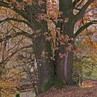 Herbstlicher Eichenbaum